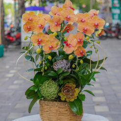 CHẬU LAN ĐẠI MFOR96