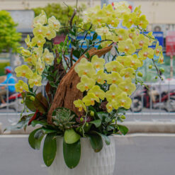 CHẬU LAN ĐẠI MFOR103