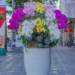 CHẬU LAN ĐẠI MIX MÀU MFOR100