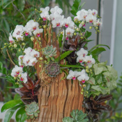 CHẬU LAN MINI MFOR99