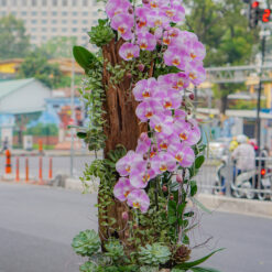 CHẬU LAN ĐẠI MFOR102