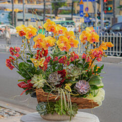 CHẬU LAN ĐẠI MIX MINI MFOR95