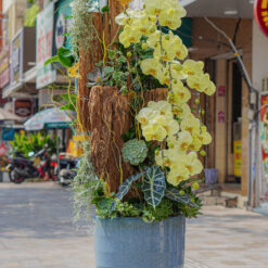 CHẬU LAN ĐẠI MFOR137