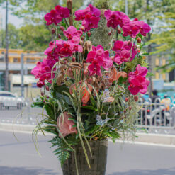 CHẬU LAN ĐẠI MFOR101