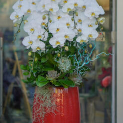 CHẬU LAN ĐẠI MFOR98