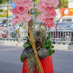 CHẬU LAN ĐẠI XỊT HỒNG MFOR92