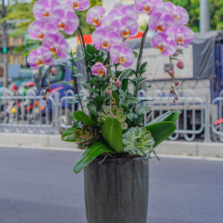 CHẬU LAN ĐẠI ĐỘT BIẾN MFOR93