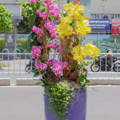 CHẬU LAN ĐẠI MIX MINI MFOR97