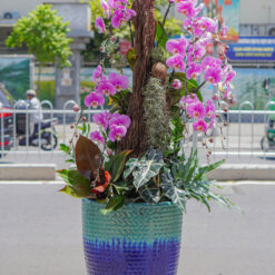 CHẬU LAN ĐẠI MFOR130