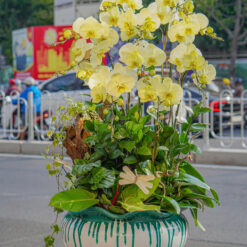 CHẬU LAN ĐẠI MFOR136