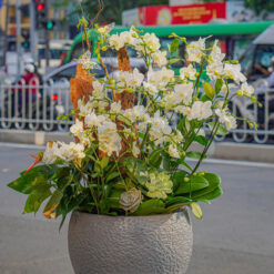 CHẬU LAN MINI MFOR131