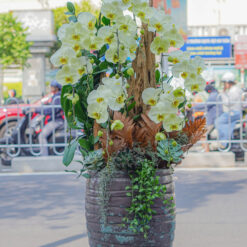 CHẬU LAN ĐẠI MFOR129