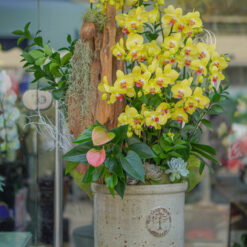 CHẬU LAN ĐẠI MFOR132