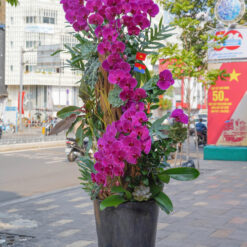 CHẬU LAN ĐẠI MFOR139