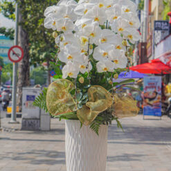 CHẬU LAN ĐẠI MFOR104