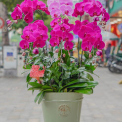 CHẬU LAN ĐẠI MFOR105