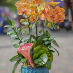 CHẬU LAN ĐẠI MFOR107