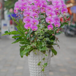 CHẬU LAN ĐẠI MFOR108