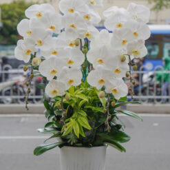 CHẬU LAN ĐẠI MFOR119