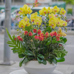 CHẬU LAN ĐẠI MIX MINI MFOR120