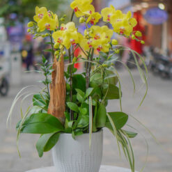 CHẬU LAN TRUNG MFOR121