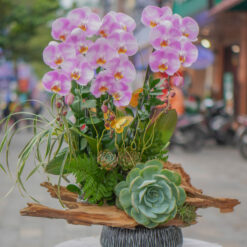 CHẬU LAN ĐẠI MFOR122