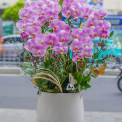 CHẬU LAN ĐẠI MFOR123