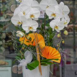 CHẬU LAN ĐẠI MFOR124