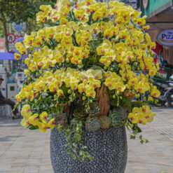 CHẬU LAN ĐẠI MFOR134