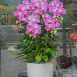 CHẬU LAN ĐẠI MFOR125