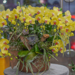 CHẬU LAN ĐẠI MFOR126