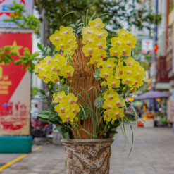 CHẬU LAN ĐẠI MFOR127