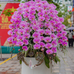 CHẬU LAN ĐẠI MFOR128