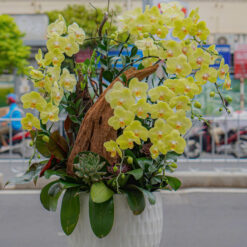 CHẬU LAN HỒ ĐIỆP VÀNG PHỐI LŨA MFOR147