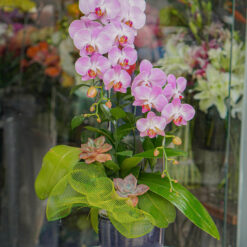 CHẬU LAN HỒ ĐIỆP TÍM MFOR155