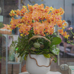 CHẬU LAN HỒ ĐIỆP CAM MFOR167