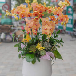 CHẬU LAN HỒ ĐIỆP CAM MFOR168