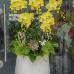 CHẬU LAN HỒ ĐIỆP VÀNG MFOR169