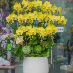 CHẬU LAN HỒ ĐIỆP VÀNG MFOR170