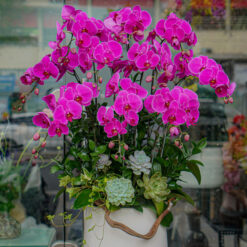 CHẬU LAN HỒ ĐIỆP TÍM MFOR171