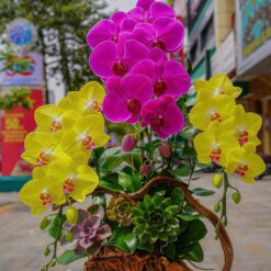 CHẬU LAN HỒ ĐIỆP VÀNG MIX TÍM MFOR172