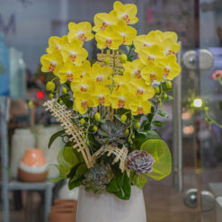 CHẬU LAN HỒ ĐIỆP VÀNG MFOR173