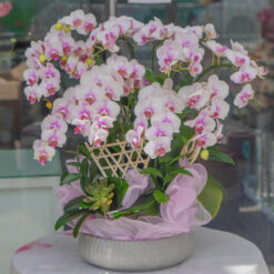 CHẬU LAN HỒ ĐIỆP MINI TRẮNG MFOR174