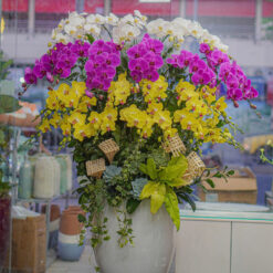 CHẬU LAN HỒ ĐIỆP MIX 3 MÀU MFOR175