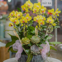 CHẬU LAN HỒ ĐIỆP VÀNG MFOR176