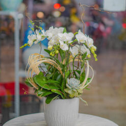 CHẬU LAN HỒ ĐIỆP MINI TRẮNG MFOR178