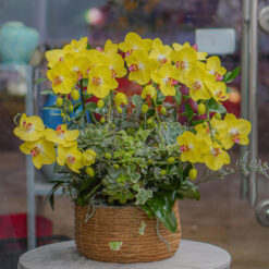 CHẬU LAN HỒ ĐIỆP VÀNG MFOR179