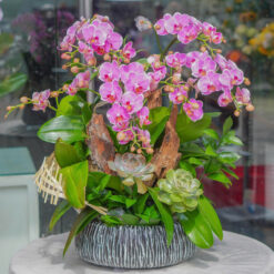 CHẬU LAN HỒ ĐIỆP MINI HỒNG MFOR180