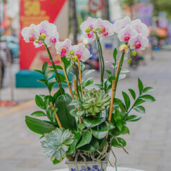 CHẬU LAN HỒ ĐIỆP MINI TRẮNG MFOR177