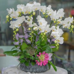 CHẬU LAN HỒ ĐIỆP MINI TRẮNG MFOR182